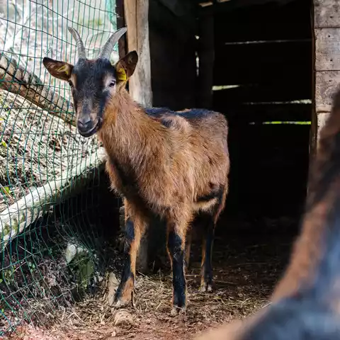La Sorgente del Melo Agriturismo Vico Equense Napoli