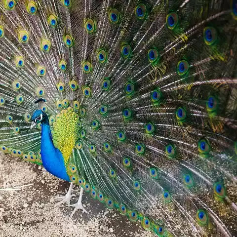 La Sorgente del Melo Agriturismo Vico Equense Napoli